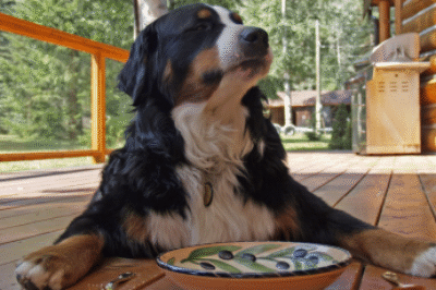 Das richtige Hundefutter finden – So fütterst du deinen Hund gesund & artgerecht