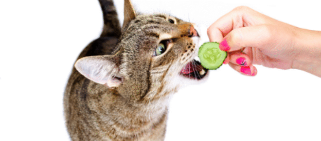 Getigerte Katze wird mit frischer Gurke aus Menschenhand gefüttert auf weißem Hintergrund