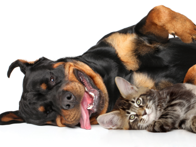 Großer Rottweiler liegt entspannt neben junger getigerter Katze auf weißem Hintergrund