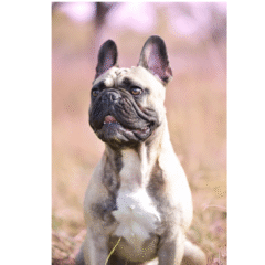Französische Bulldogge mit schwarzer Maske sitzt auf Wiese und blickt aufmerksam nach links