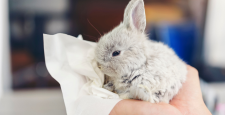 Kleines graues Kaninchen wird in Tuch eingewickelt und liebevoll in der Hand gehalten