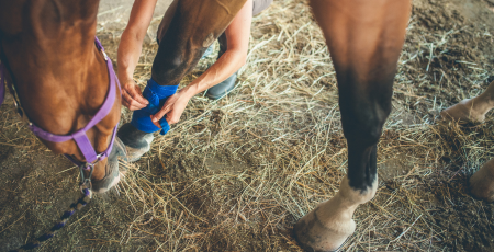 Person säubert Pferdehufe im Stall während der Pflege auf Strohboden