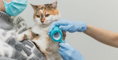 Dreifarbige Katze bekommt von Tierärztin mit Handschuhen einen Verband am Vorderbein angelegt