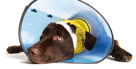 Hund mit blauem Schutzkragen und gelbem Verband liegt verletzt auf weißem Hintergrund