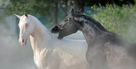 Weißes und schwarzes Pferd laufen nebeneinander und spielen auf der Koppel bei Sonnenschein