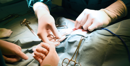 Mehrere Tierärzte operieren ein Tier unter Vollnarkose im Operationssaal