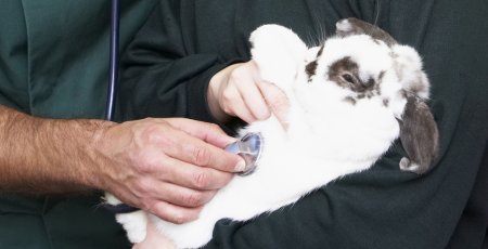 Weiß-braunes Kaninchen wird vom Tierarzt untersucht, während es auf dem Arm liegt
