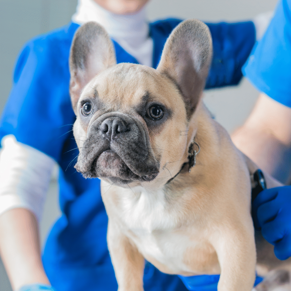 Französische Bulldogge wird von Tierärztin untersucht