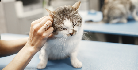 Katze genießt Streicheleinheit beim Tierarzt auf Untersuchungstisch.
